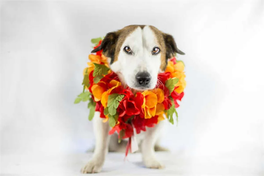 2026 Nissan Armada NISMO: Power, Performance & Pricing